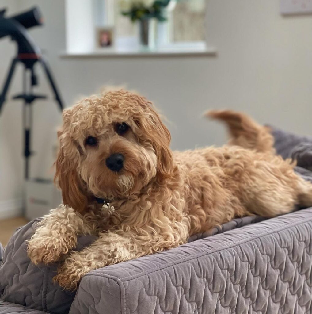 Cavoodle