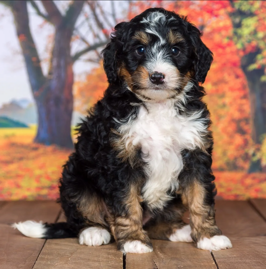 Mini Bernedoodle7